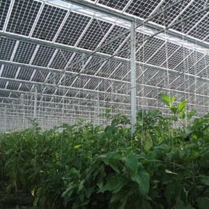 Photovoltaic agriculture