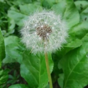 Dandelion